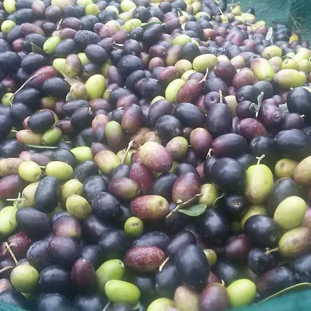 Il Giardino Dei Ciliegi Alloggio per agriturismo *