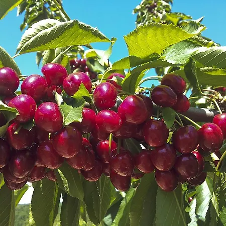 Alloggio per agriturismo Il Giardino Dei Ciliegi Cura Nuova