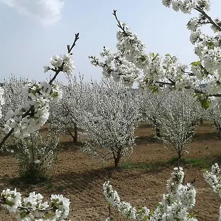 Il Giardino Dei Ciliegi *