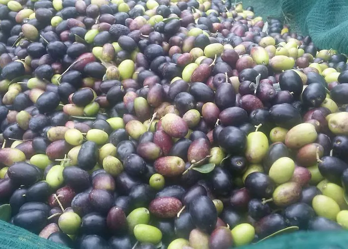 Il Giardino Dei Ciliegi Farma *