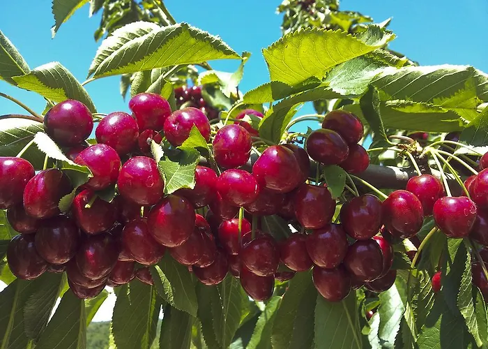 Farma Il Giardino Dei Ciliegi Cura Nuova