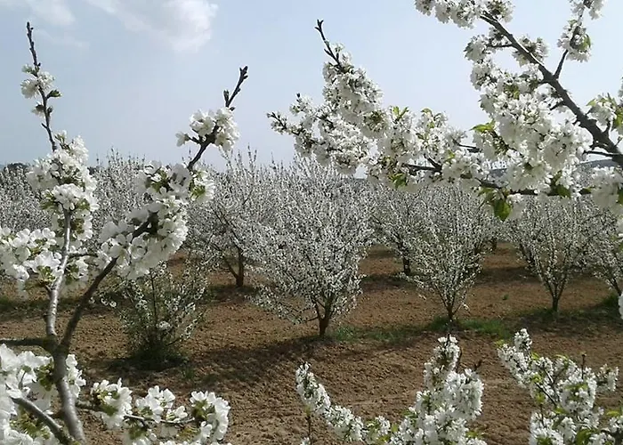Il Giardino Dei Ciliegi *